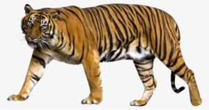 Tiger Png Image - Sumatran Tiger No Background #2962018
