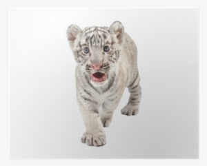 White Tiger #2962305
