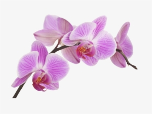 Orquideas Png - Imagenes De Orquideas Png #2963729