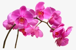 Cuidados Com Orquideas - Orquideas Phalaenopsis #2963732