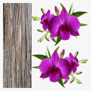 Orquidea6 Zpsbhffg05e - Orquídeas Png #2963753