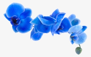 Orquideas Azul Png - Orquídeas Azuis Png #2963755