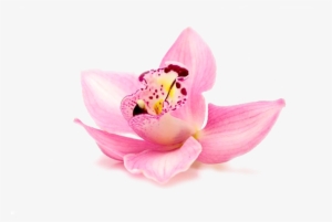 Orquídeas - Spa Flower #2963781