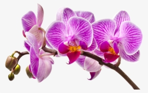 Aquolina Bath Foam - White Chocolate & Orchid Cr #2963808