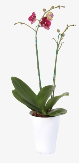 Orchids #2963833