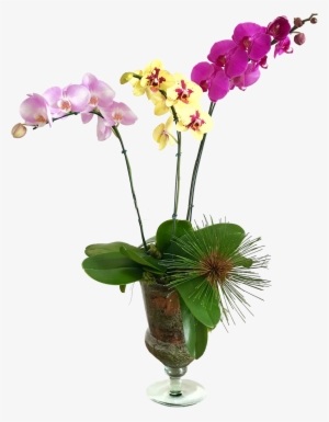 Orquídeas Vaso De Vidro - Orquideas Vasos De Vidro #2963853