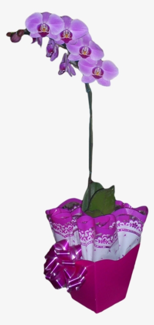 Orquídea Phalaenopsis - Flores Orquidea Em Png #2963899