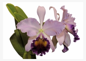 Razón Demás Para Afirmar Que Las Orquídeas Colombianas - Cattleya Trianae Png #2963902