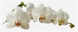 Na Natureza, As Orquídeas São Protegidas Do Sol Direto - White Moth Orchid Png #2963921