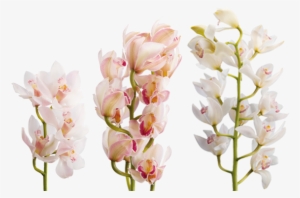 Cymbidium Spp - Cymbidium - Цимбидиум Png #2963925