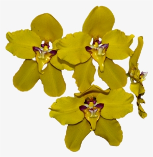 Orqui2 - Orquideas Amarillas Png #2963967
