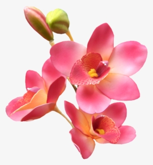 Orquídea - Romantic Husband Good Mrng #2963987