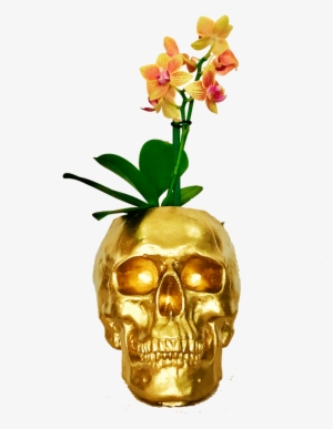 Mini Orquídeas Craneo Dorado - Orchids #2964146