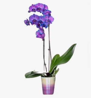 Helen - Purple Orchids #2964254