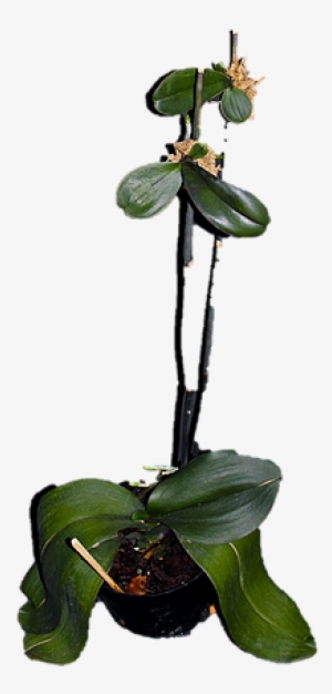 Como Fazer Mudas De Orquideas, Phalaenopsis - Orquidea Phalaenopsis Como Fazer Mudas #2964284