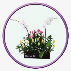 Imagen De Orquídea - Tulip #2964289