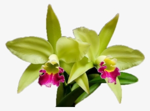 As Orquideas São Todas As Plantas Que Compõem A Familia - 5'x7'area Rug #2964348