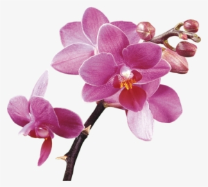 Clipart-http - //arnusha - Ru/post249954906/ - Orchid Clipart No Background #2964413