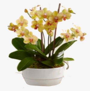 Bios - Glowing Strong Orchid Plant - Ftd Flowers Delivery #2964416