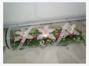 A-09 3 Orquídeas En Cilindros - Moth Orchid #2964442