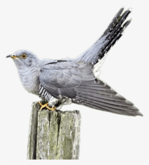 Cuckoo On A Wooden Pole - Common Cuckoo #2965659