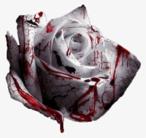 Bloodyrose - 50 Pcs Rarest White Blood Rose Plant Flower Seeds Flower #2966078 Bloodyrose - 50 Pcs Rarest White Blood Rose Plant Flower Seeds Flower #2966078