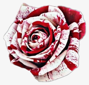 Bloody White Rose Png #2966081