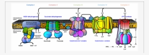 Electron Transport Chain - Names Of Complexes In Etc #2966880