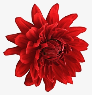 Dahlia Png Picture - Zen Cinemax 4g 5.5 Inch Marshmallow 2gb #2967290