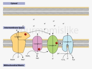 Electron Transport Chain - Electron Transport Chain Png #2967295