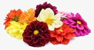Dahlia Png File - Dahlia Png #2967312