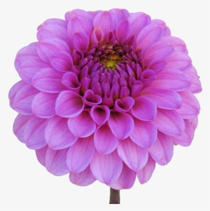Dahlia Png Download Image - Dahlia Flower Transparent Bg #2967354