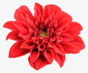 Dahlia Open - Red Dahlia Flower Png #2967418