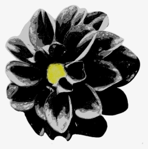 Black Dahlia #2967481