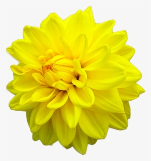 Yellow Daisy Dahlia - Yellow Dahlia Flower Png #2967558