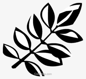 Algarrobo Negro Libres De Derechos Ilustraciones De #2967640