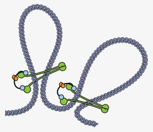 The Smc Protein Complex Embraces The Dna Like A - Max Planck Institute Of Biochemistry #2967861