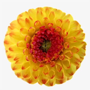Dahlia, Blossom, Bloom, Yellow, Red, Orange - Dahlia Png Yellow #2968031