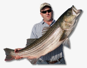 U - S - C - G - Certified For Up To Six Passengers - Pull Fish Out Of Water #2968175