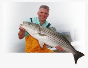 Click Here To Visit New England Fishing - New England Fish #2968263