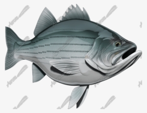 Striped Bass - Snapper #2968335