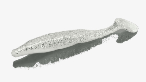 Zoom Swimmin Super Fluke Ice White Recommended By Striper - Zoom Swimmin Super Fluke #2968528