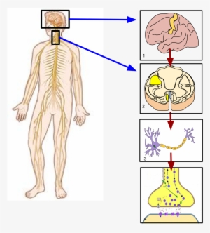 Nervous System Controlling Movement #2970319