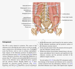 2 Anatomy Of The Pelvic Nerves 48 Obturator Nerve Entrapment - Obturator Nerve Psoas Major #2970405