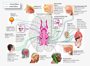 Human Brain Cranial Nerves - Splancreas: And Other Offal #2970408 Human Brain Cranial Nerves - Splancreas: And Other Offal #2970408
