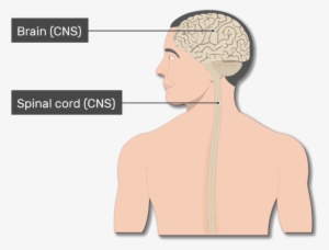 An Image Of The Body Showing The Spinal Cord, Brain, - Nervous System #2970450