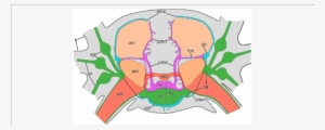 Simplified Diagram Of The Anatomy Of The Nervous System - Anatomy #2970477
