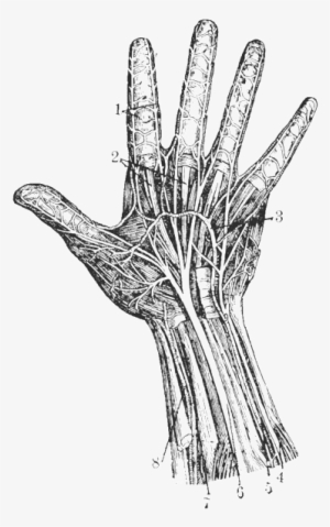Nerves - " - Sketch #2970639