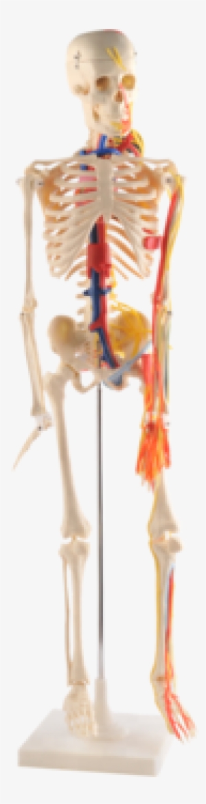 85cm Human Skeleton Model With Nerves , Blood Vessels,heart - Human Skeleton #2970666