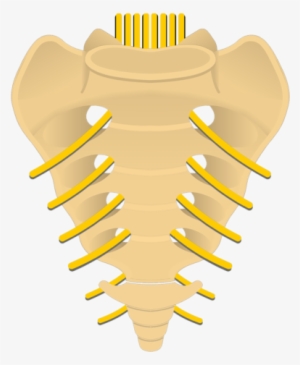 745 X 550 Png 91kb - Anterior Sacral Foramina #2970669